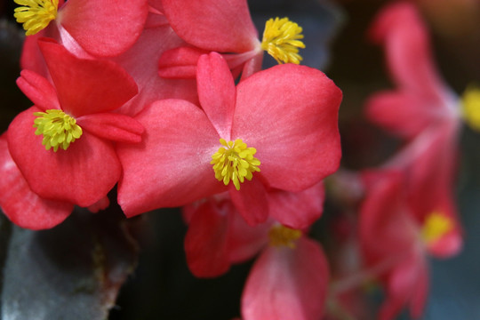 红色小花