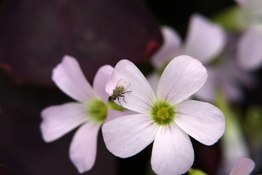 白色小花
