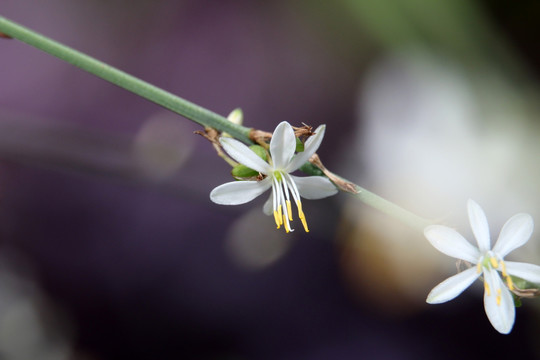 白色小花