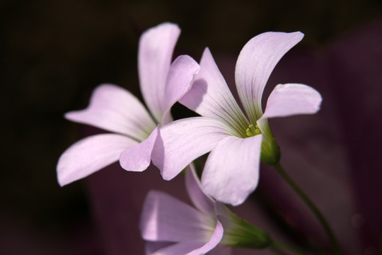 紫色小花