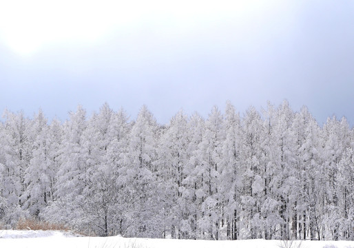 冬季森林雪景