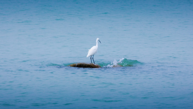 沧海白鹭