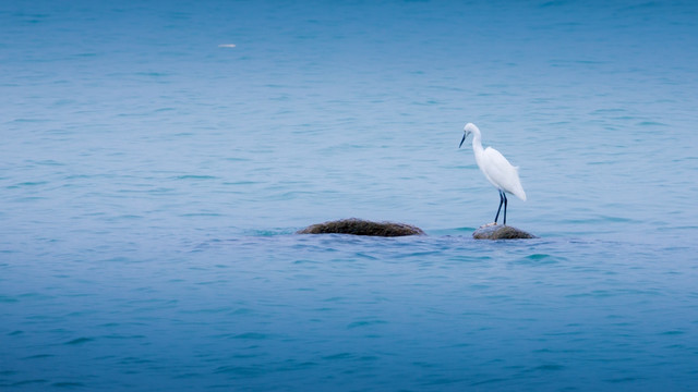 沧海白鹭