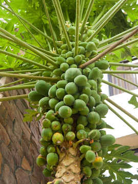 热带果树番木瓜