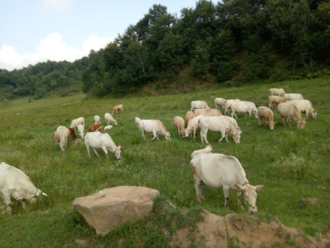 牛羊低头吃草