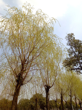 柳树