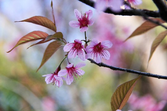 樱花