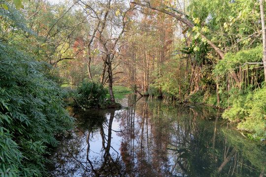 湿地 小河