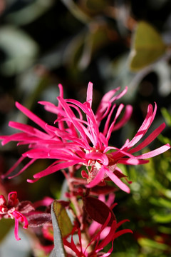 夏季鲜花