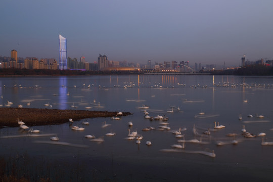 城市夜景 天鹅湖