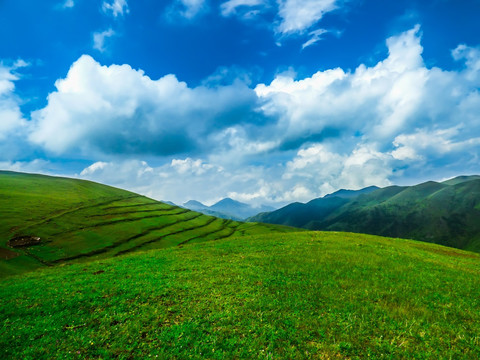 高原牧场