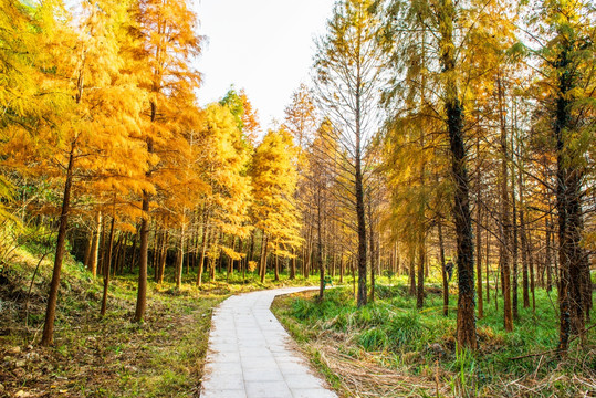 红杉林小道 杉树林小路 风景