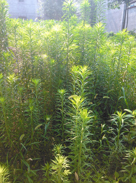 小蓬草