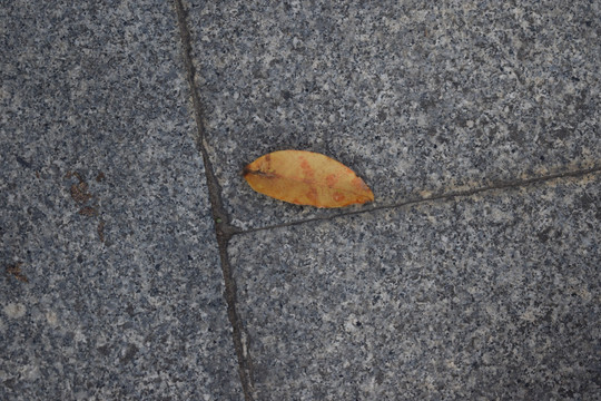 花岗岩上面的落叶树叶