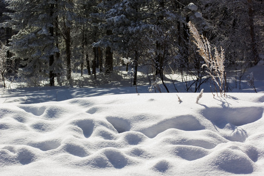 雪景 雪地