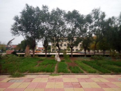蔡寨中心校绿地