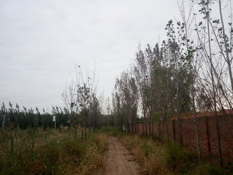农村的道路