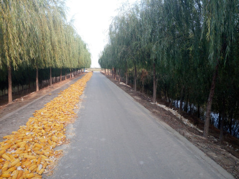 乡村公路