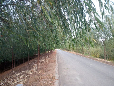乡间小路