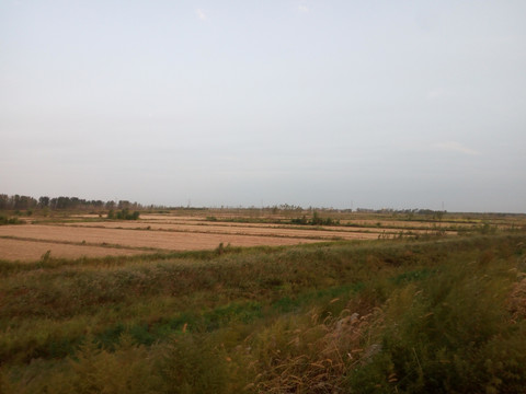 田野