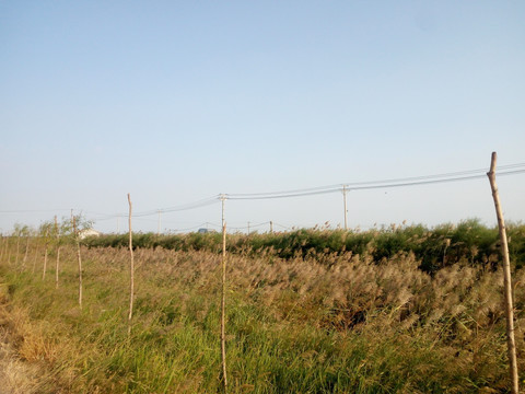 黎明的田野