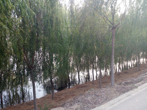 路旁景色