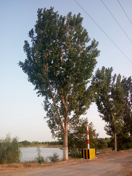 大树