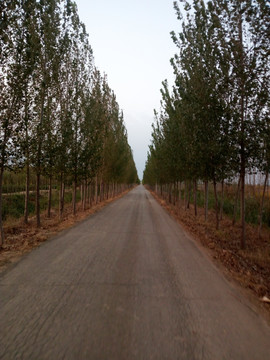 道路两旁的树木
