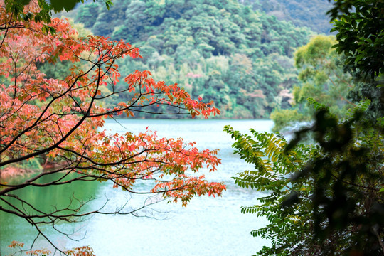 仙湖晚秋