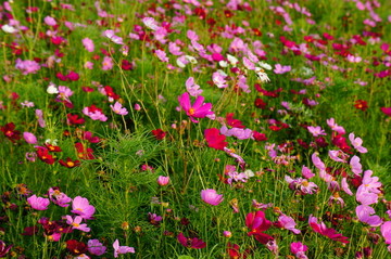 格桑花