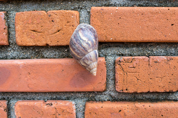 红砖墙上的蜗牛
