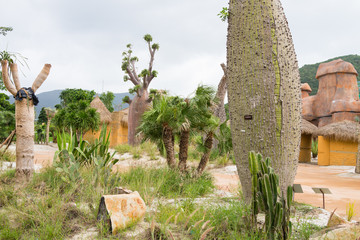 猴面包树 珍珠岛植物园 游乐场