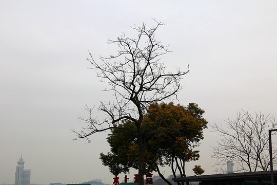 南京 冬日