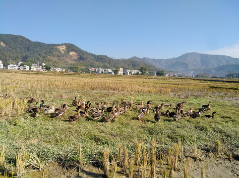 鸭