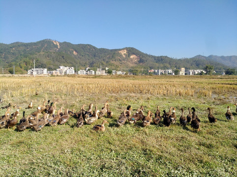 鸭