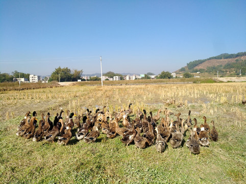 鸭