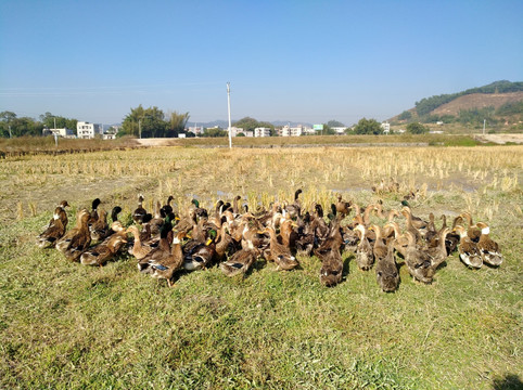 鸭