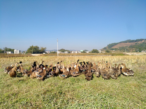 田鸭