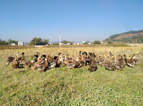 鸭