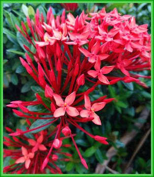 龙船花 红花