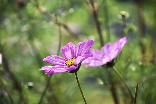 波斯菊