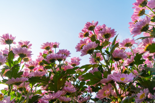 菊花花田