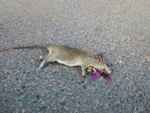 死老鼠