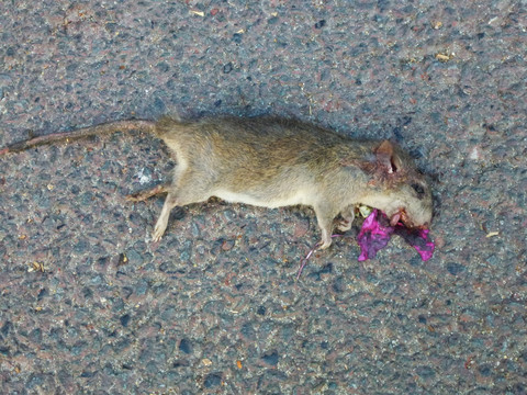 一只死老鼠