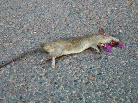一只死老鼠