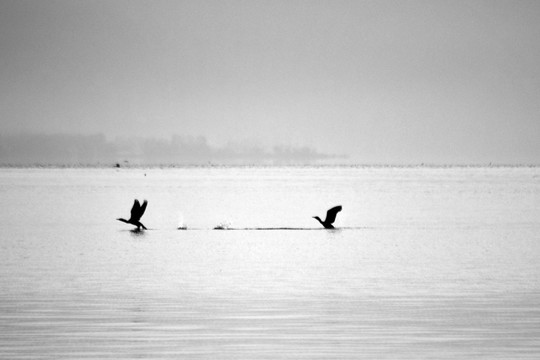 湖泊 野鸭子 起飞
