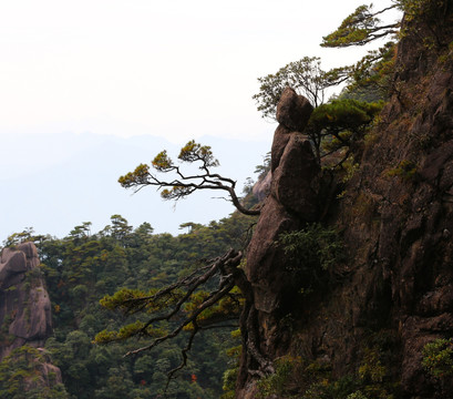 山坡松树