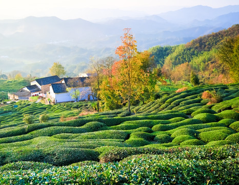 山村茶园