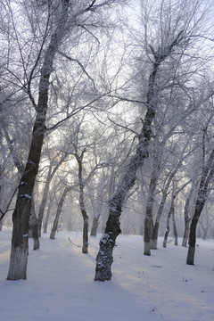 冬天的树林
