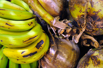 香蕉椰子
